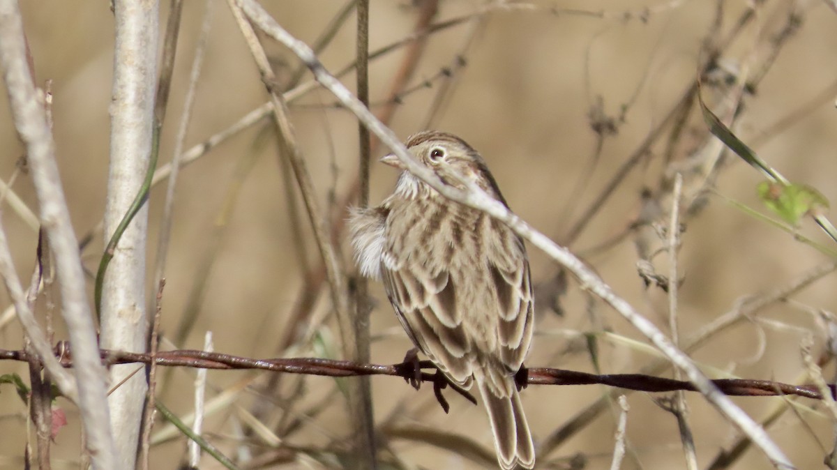 Vesper Sparrow - ML646821098