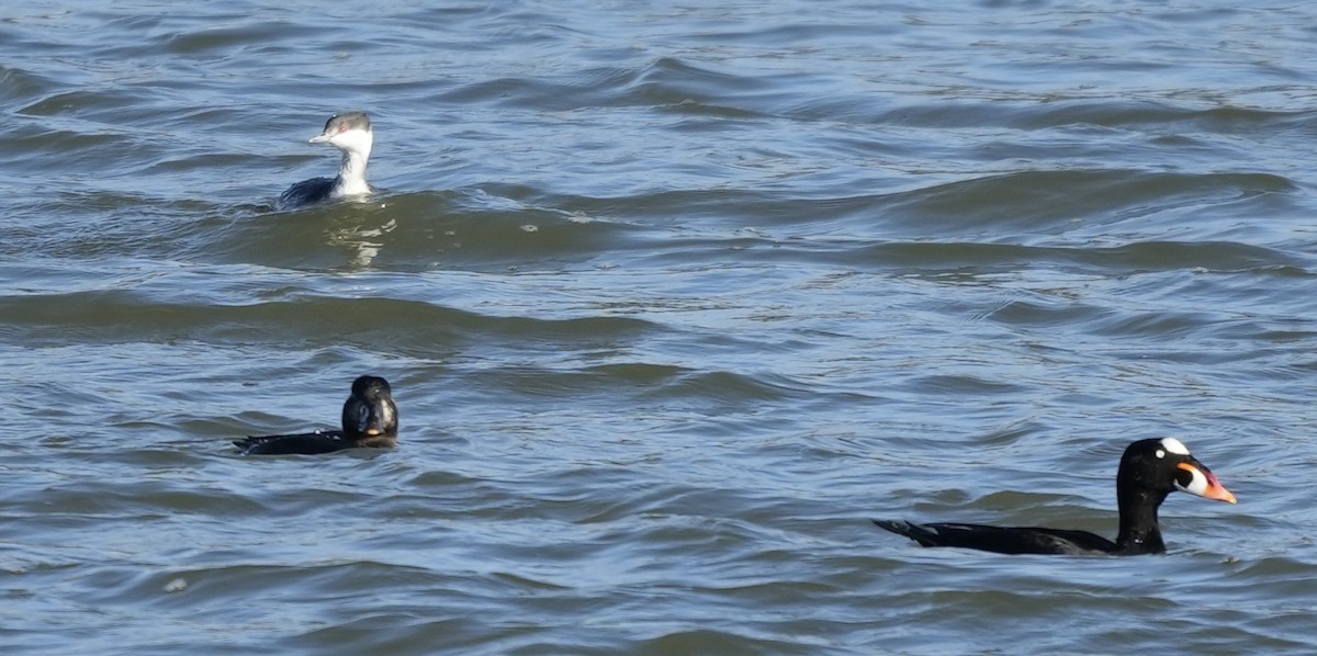 Kulaklı Batağan - ML646821102