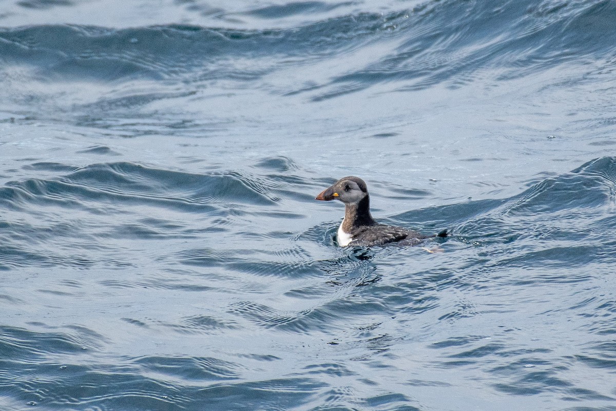 Atlantic Puffin - ML646821108