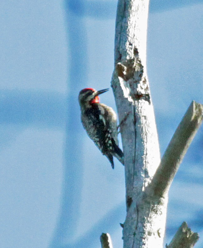 Gelbbauch-Saftlecker - ML646821109