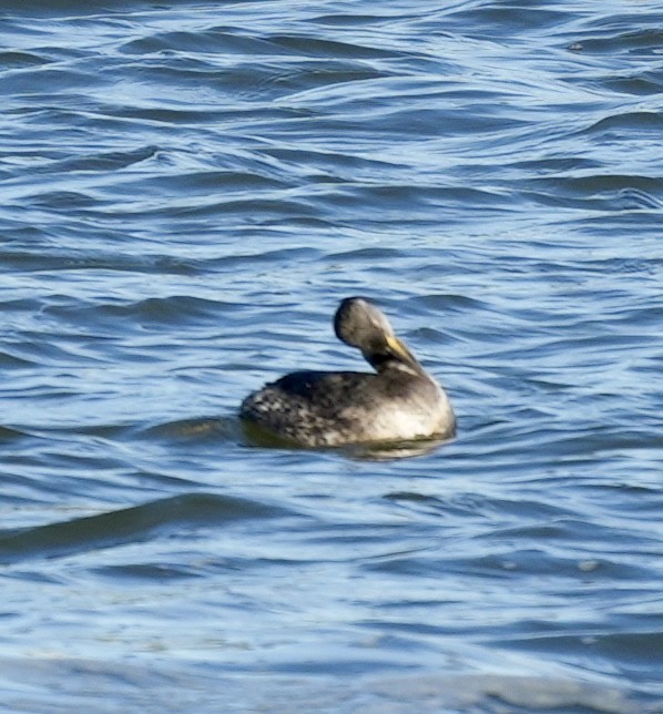 Kızıl Boyunlu Batağan - ML646821113