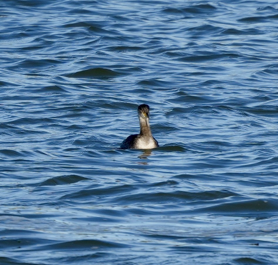 Kızıl Boyunlu Batağan - ML646821114