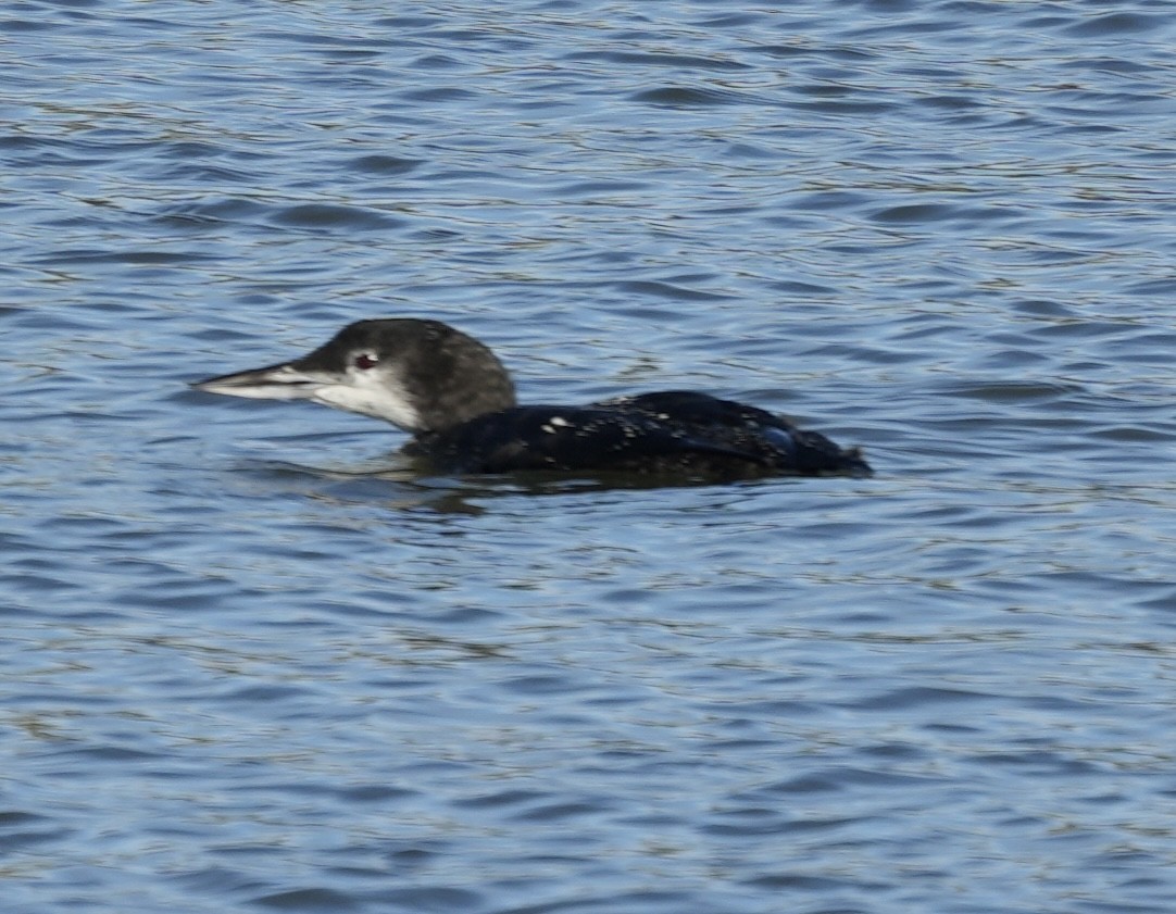 Buz Dalgıcı - ML646821115