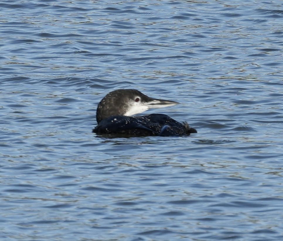 Buz Dalgıcı - ML646821116