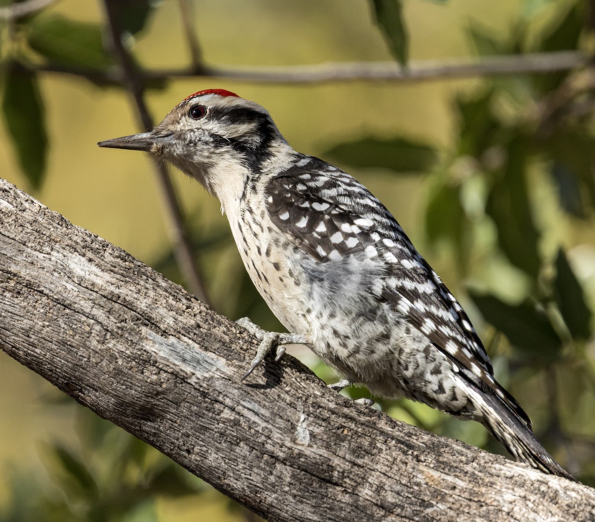 Ladder-backed Woodpecker - ML646821117