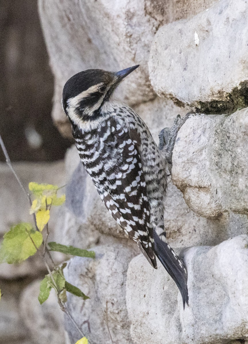 Ladder-backed Woodpecker - ML646821121