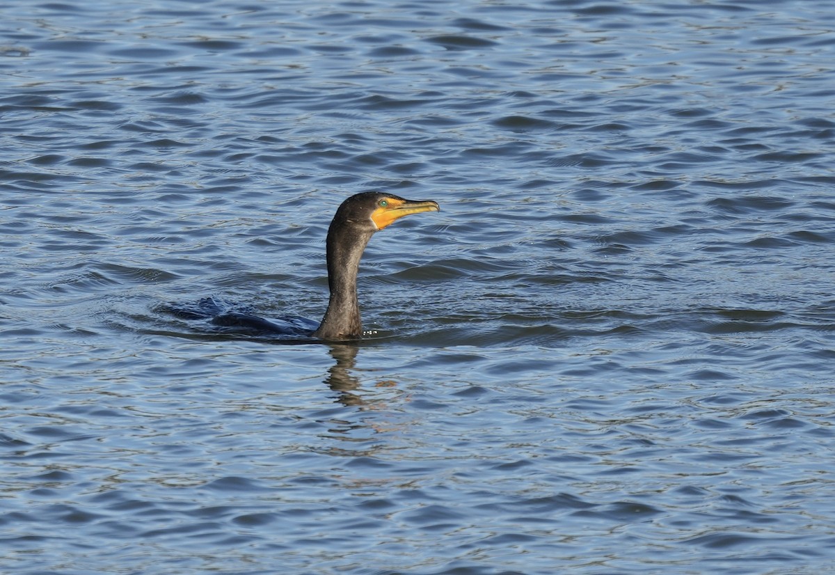 Cormorán Orejudo - ML646821122