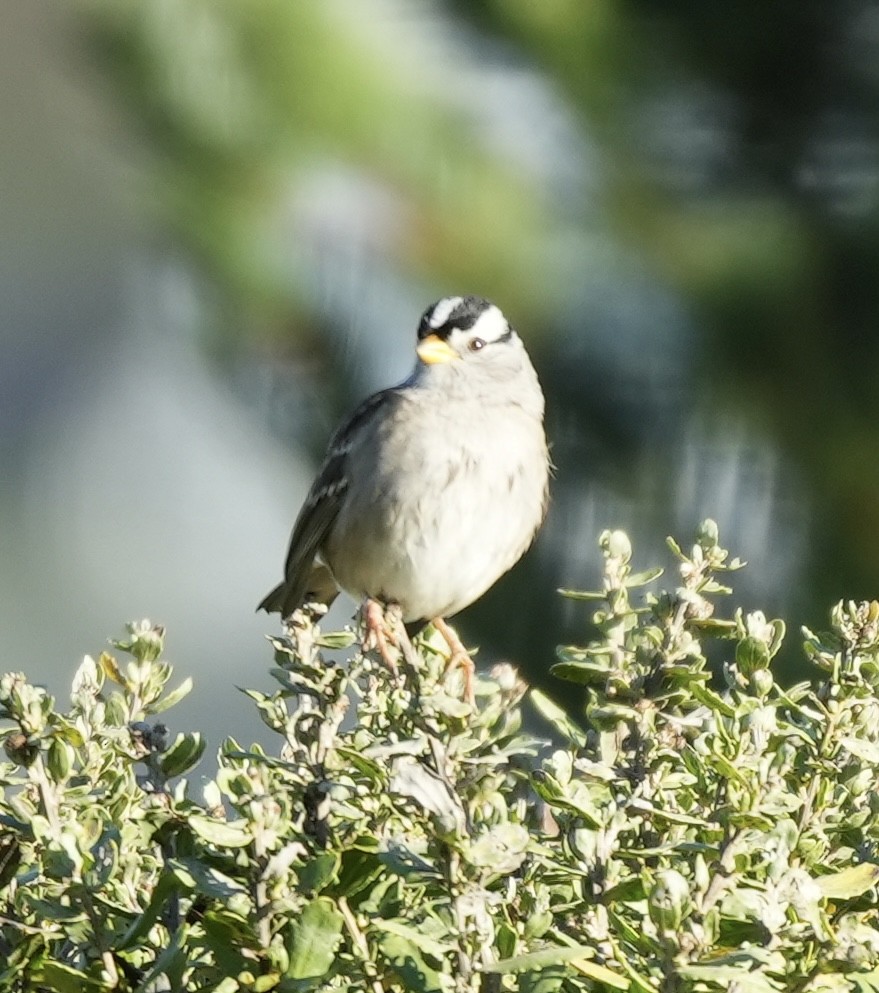 Porsuk Serçesi - ML646821124