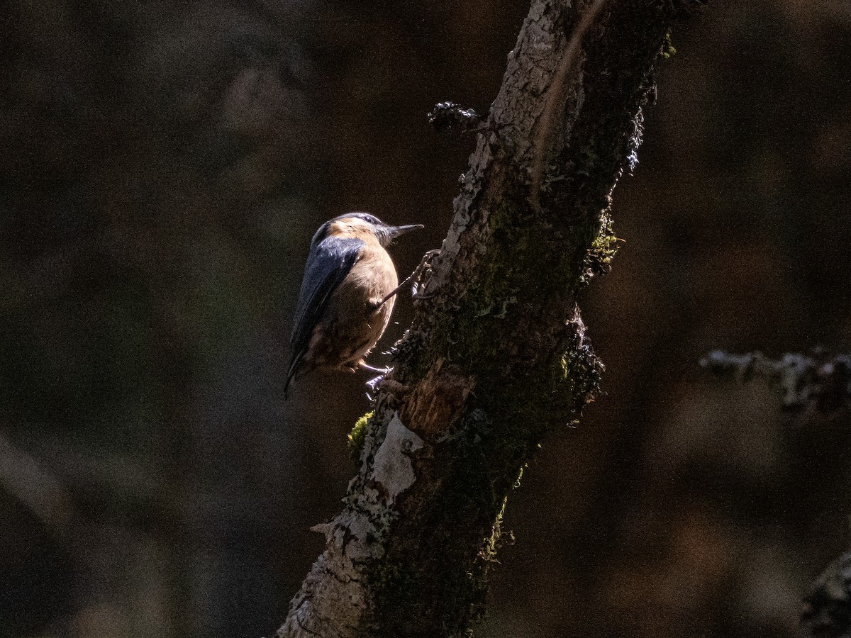 Eurasian Nuthatch - ML646821129