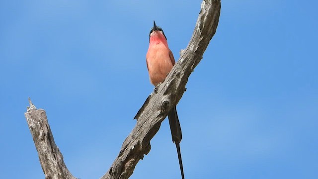 vlha karmínová - ML646821135