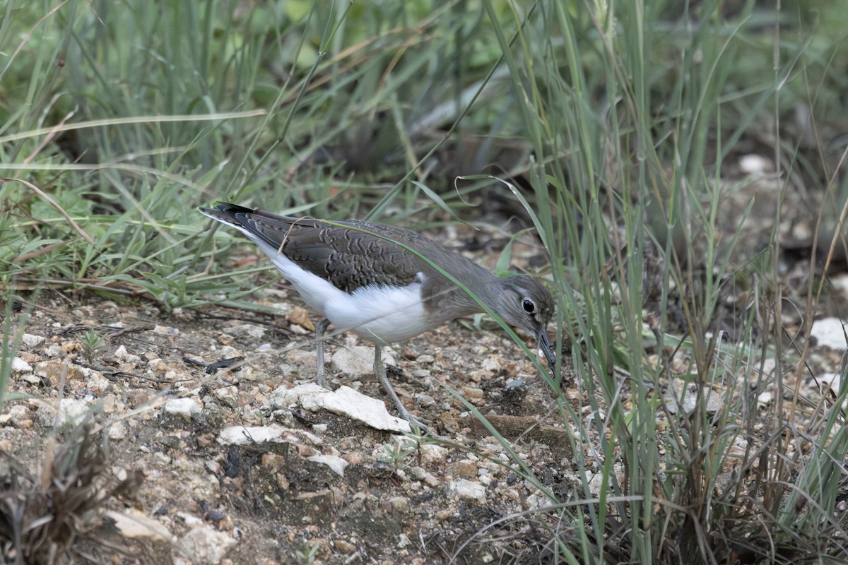 strandsnipe - ML646821136