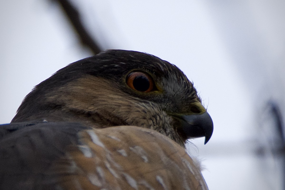 krahujec americký - ML646821138