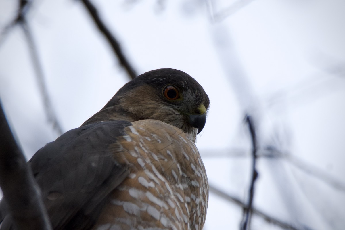 krahujec americký - ML646821139