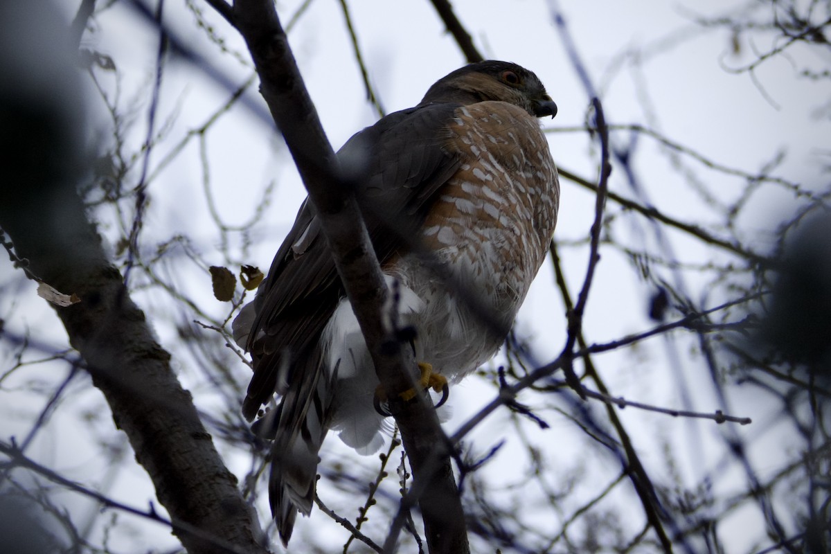 krahujec americký - ML646821140