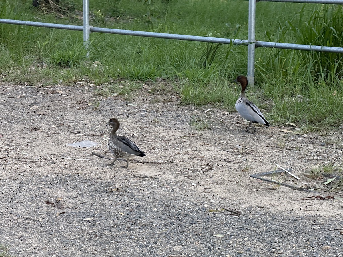 Maned Duck - ML646821143