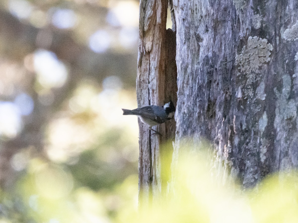 Coal Tit - ML646821149