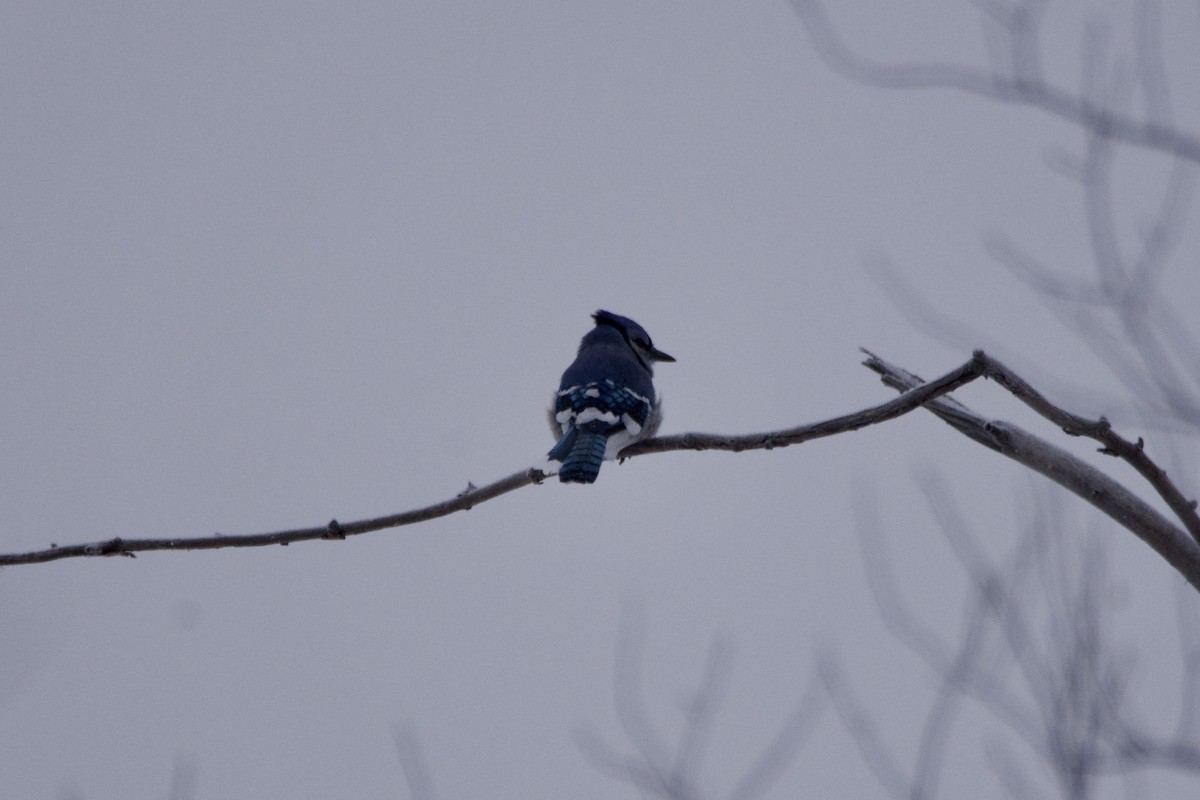 Blue Jay - ML646821150