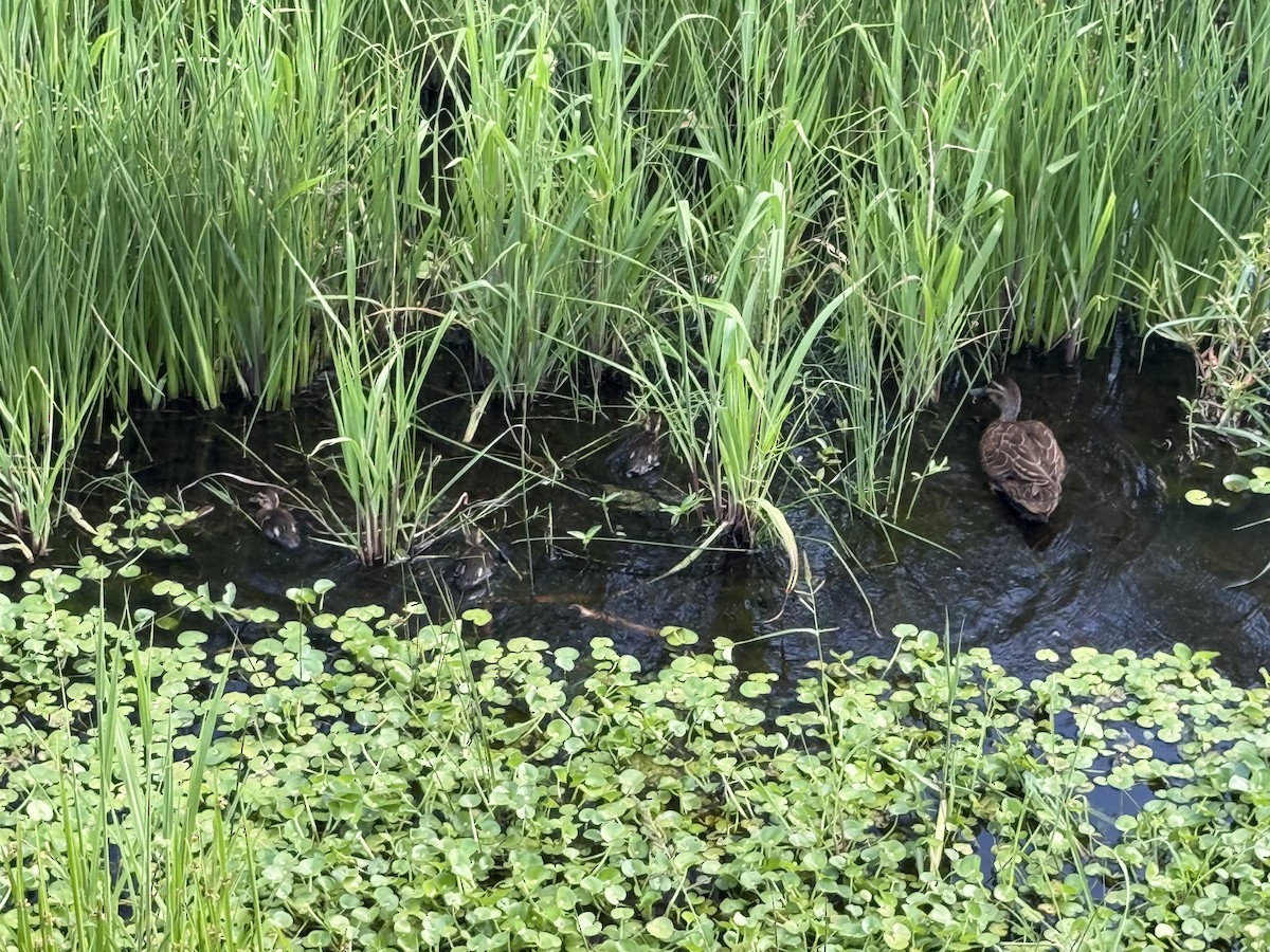 Pacific Black Duck - ML646821152