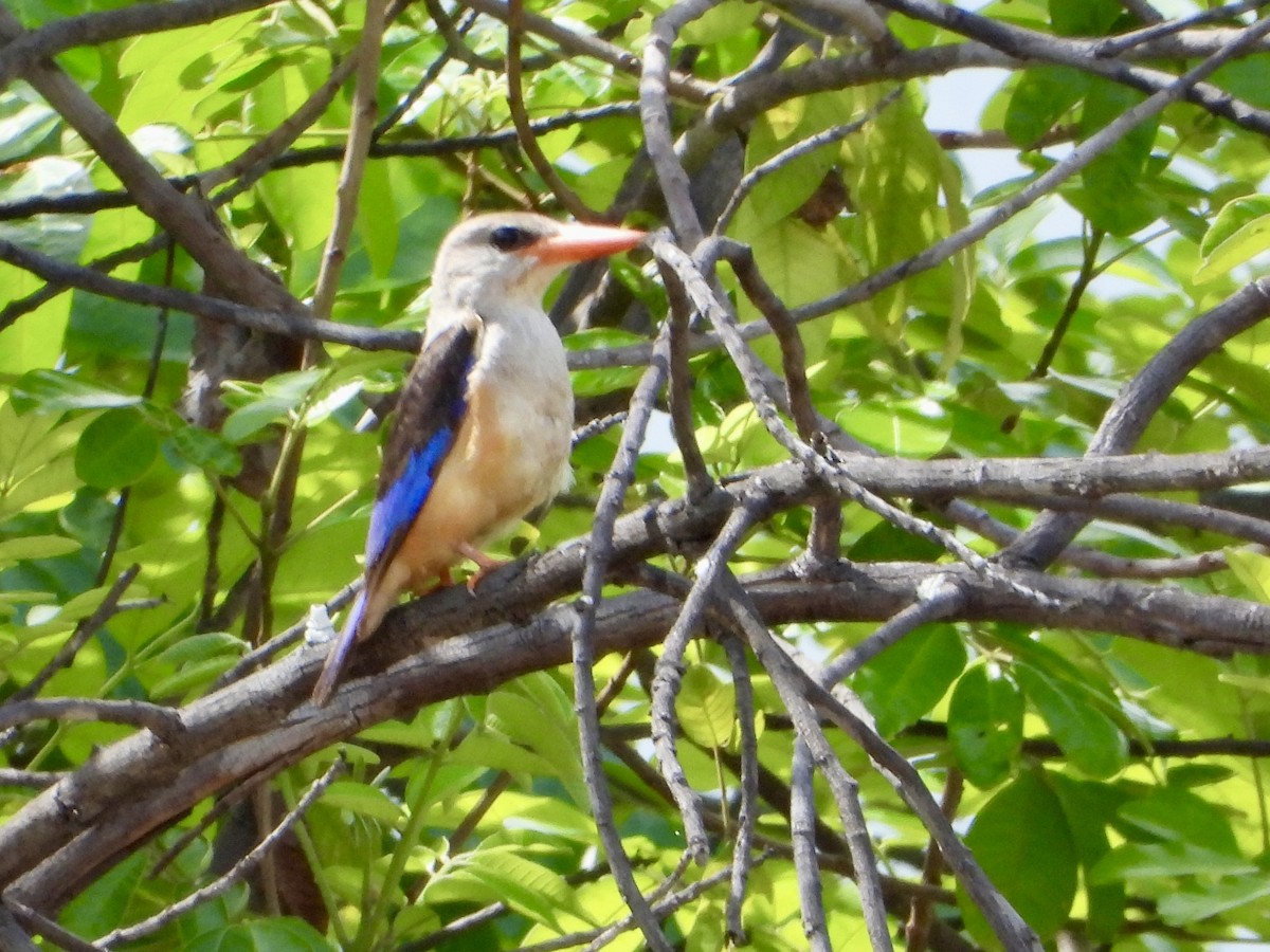Alción Cabeciblanco - ML646821157
