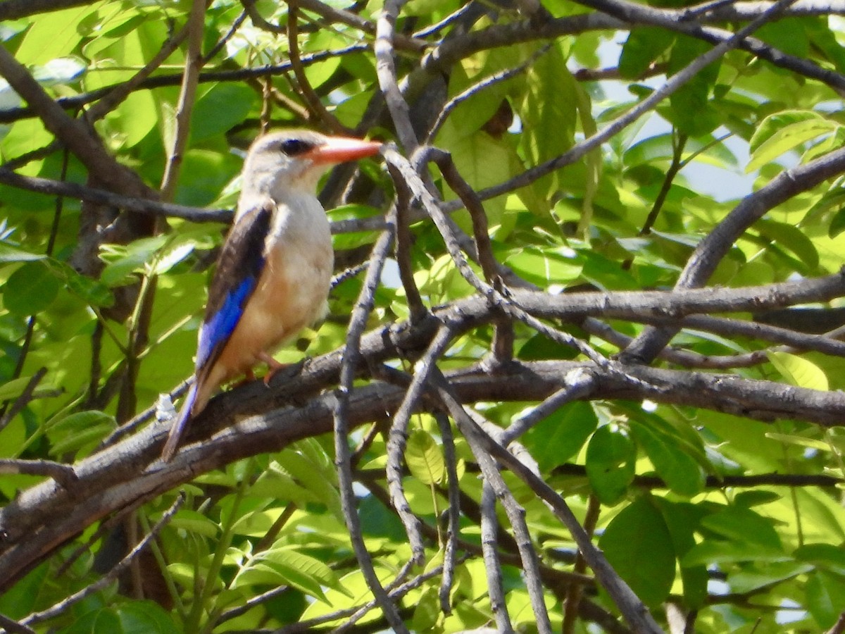 Alción Cabeciblanco - ML646821158