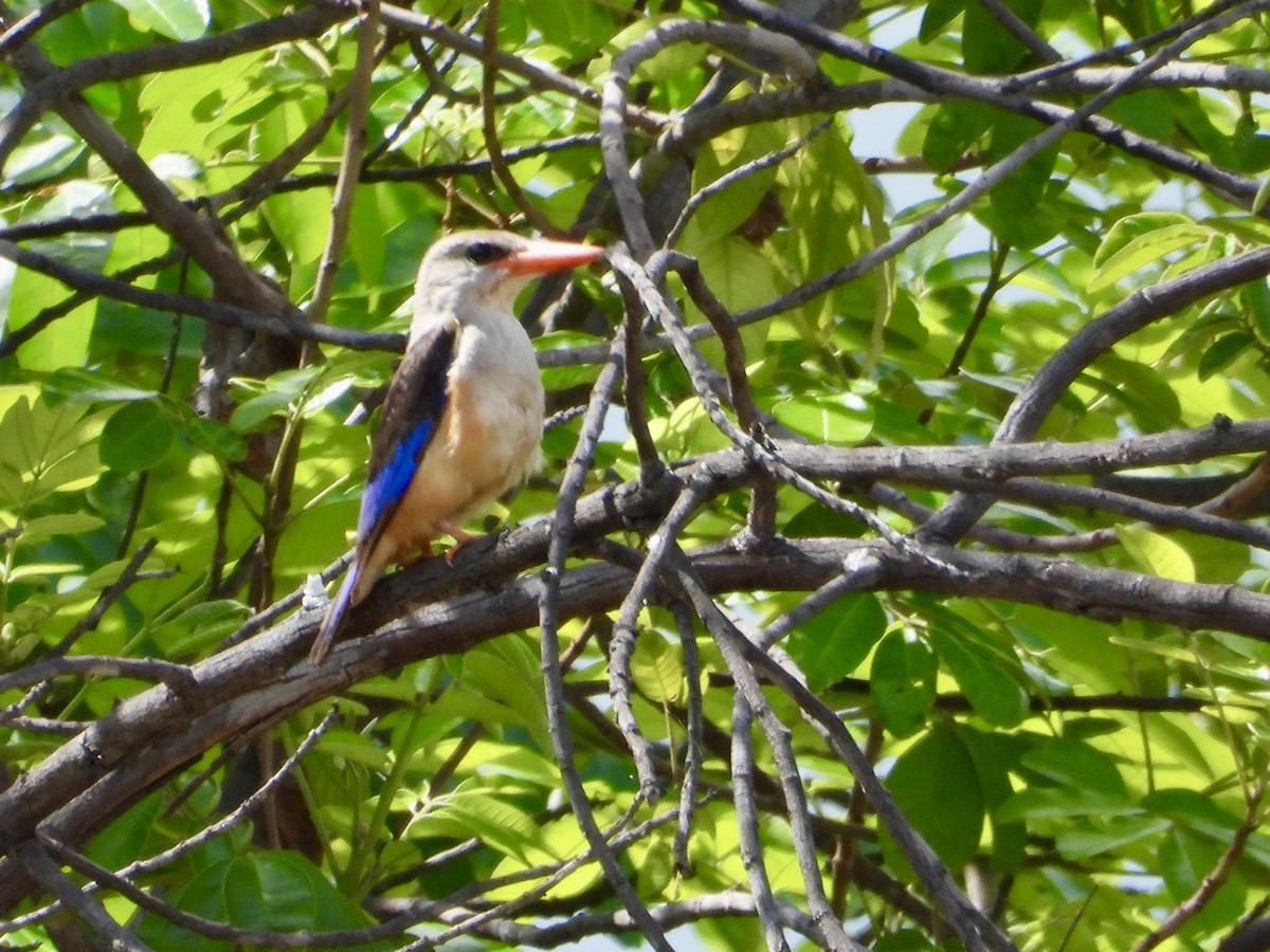 Alción Cabeciblanco - ML646821159