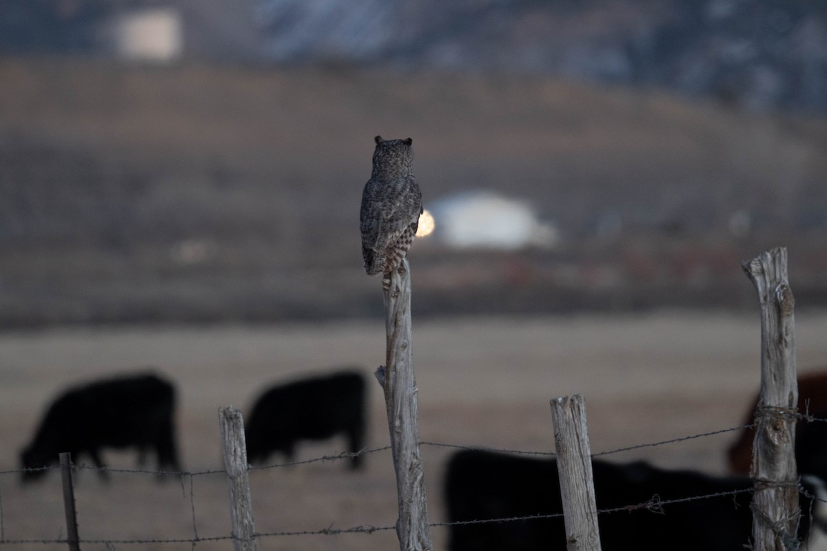 Hontz virginiarra - ML646821163