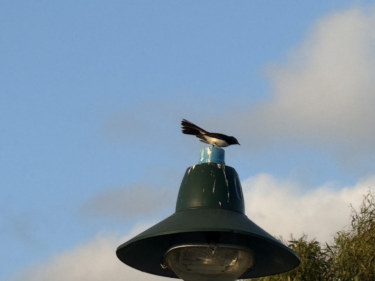 Willie-wagtail - ML646821174