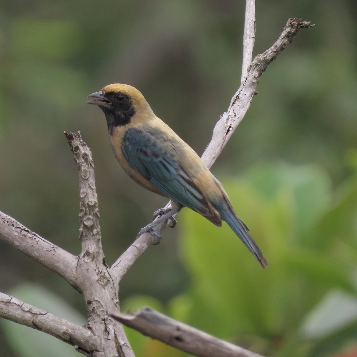 Burnished-buff Tanager - ML646821175