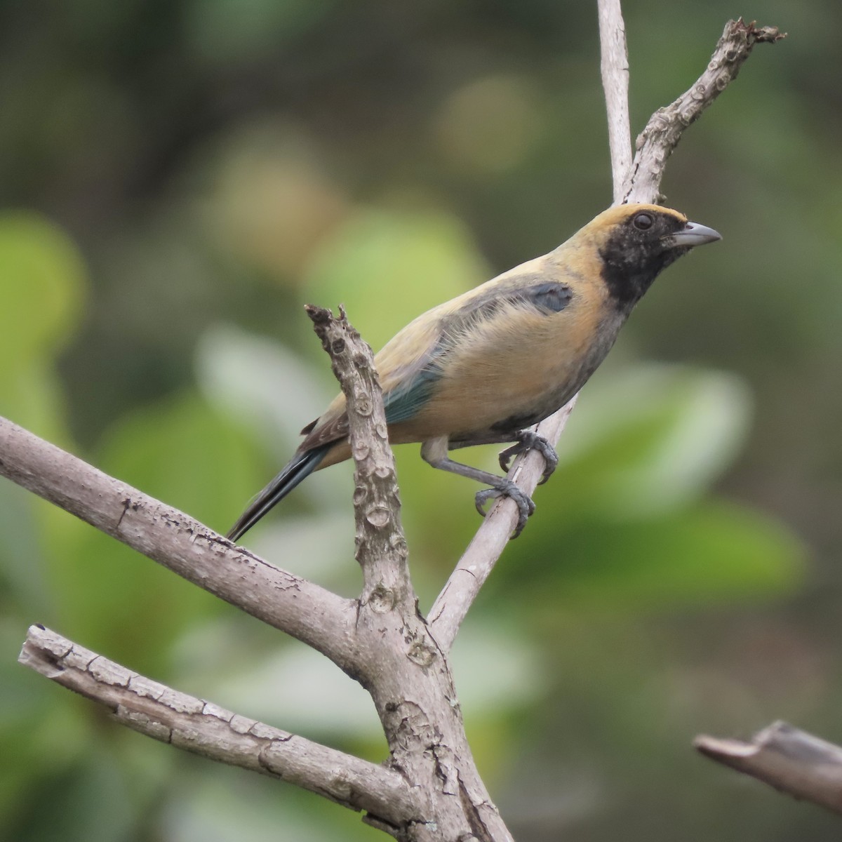Burnished-buff Tanager - ML646821176