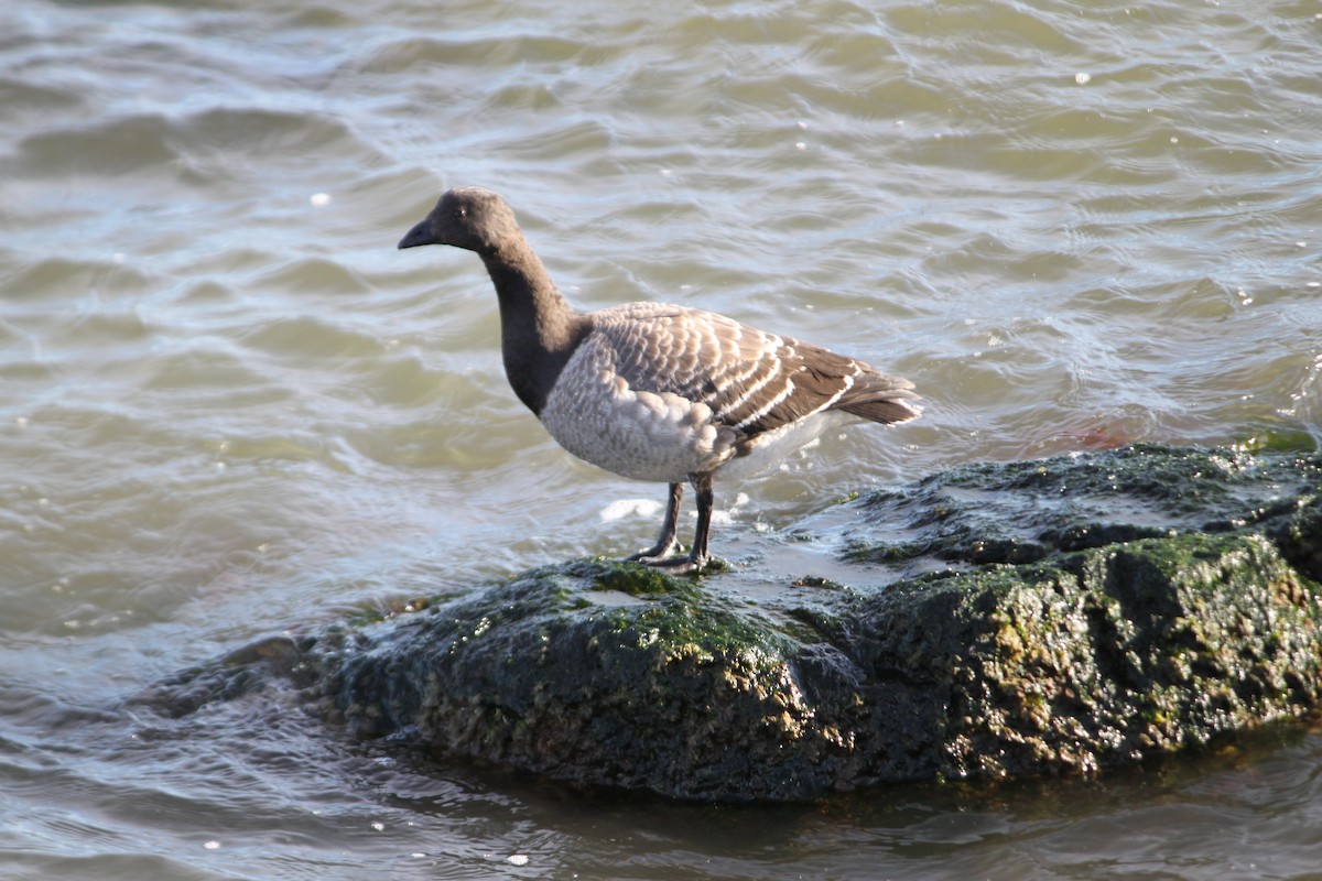 Brant - ML646821183