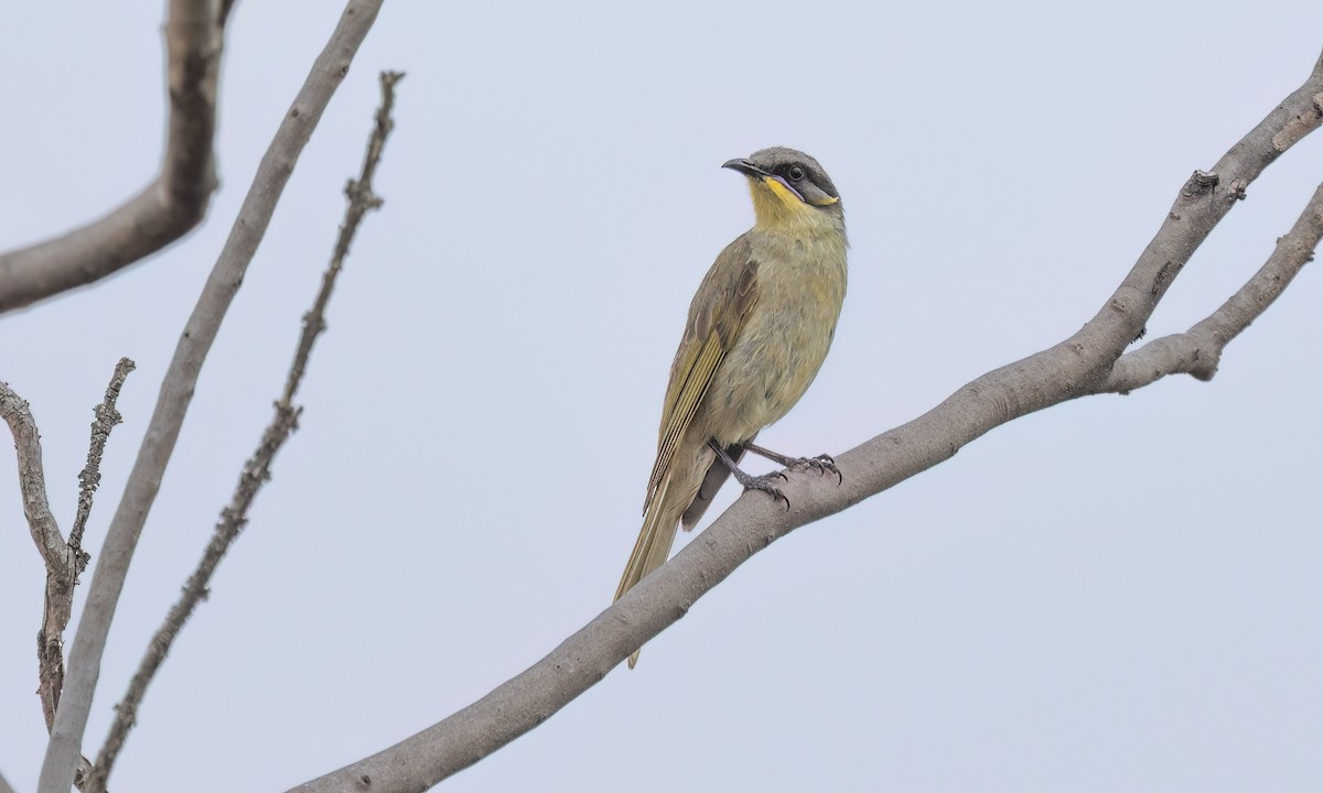 Purple-gaped Honeyeater - ML646821196