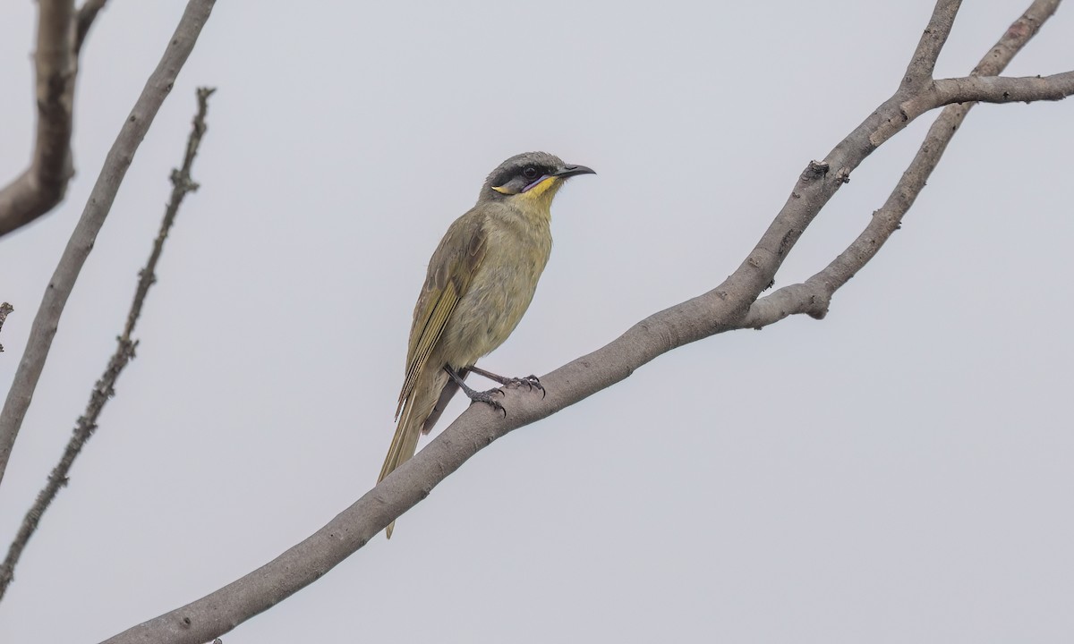 Purple-gaped Honeyeater - ML646821197