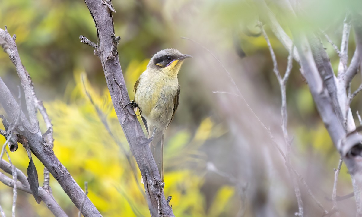 Purple-gaped Honeyeater - ML646821198