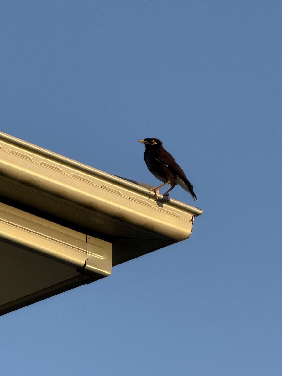 Common Myna - ML646821201