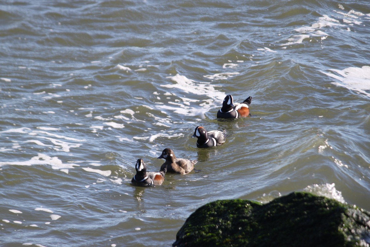 Ahate arlekina - ML646821202