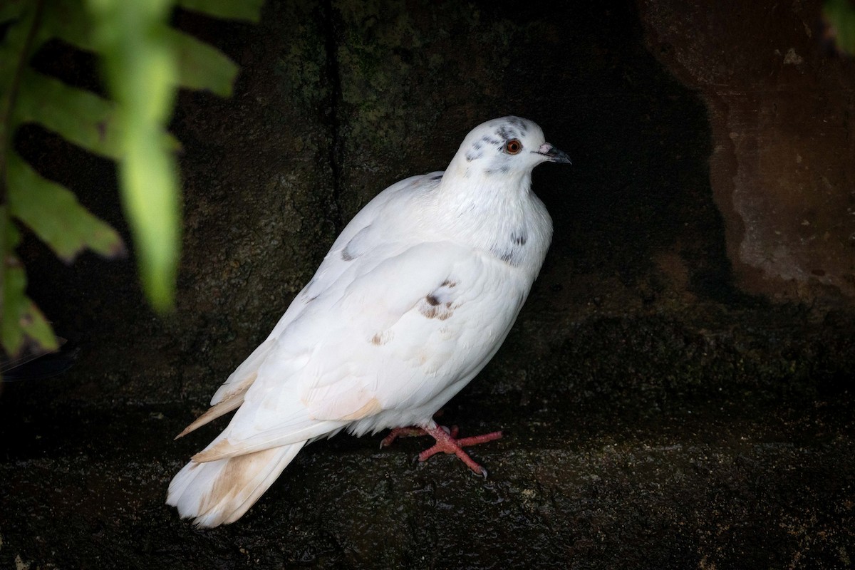 Rock Pigeon (Feral Pigeon) - ML646821203
