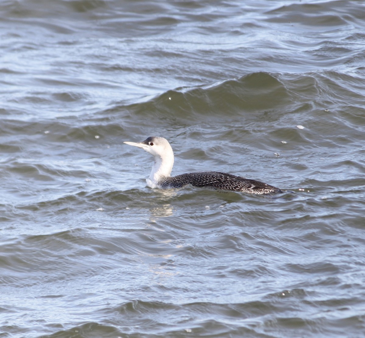 紅喉潛鳥 - ML646821211