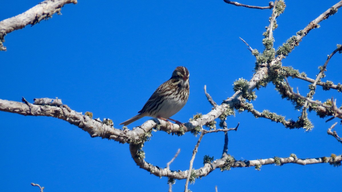 Savannah Sparrow (Savannah) - ML646821212