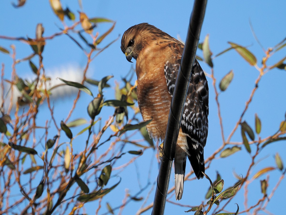 Red-shouldered Hawk - ML646821214