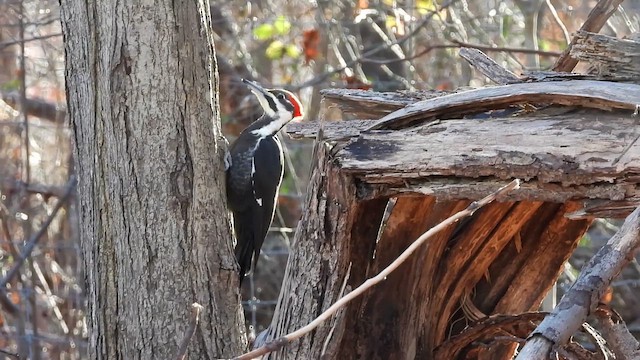 datel chocholatý - ML646821215