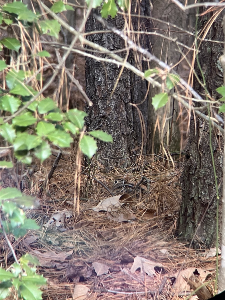American Woodcock - ML646821216