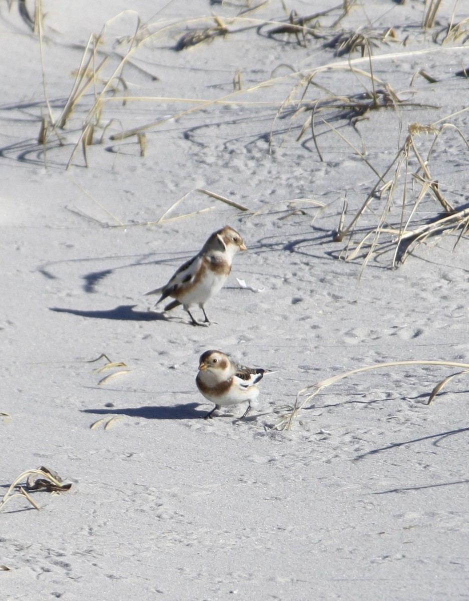 Snow Bunting - ML646821217