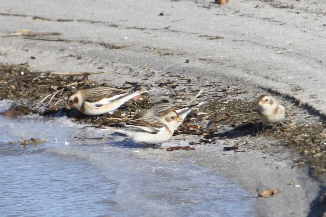 Snow Bunting - ML646821218