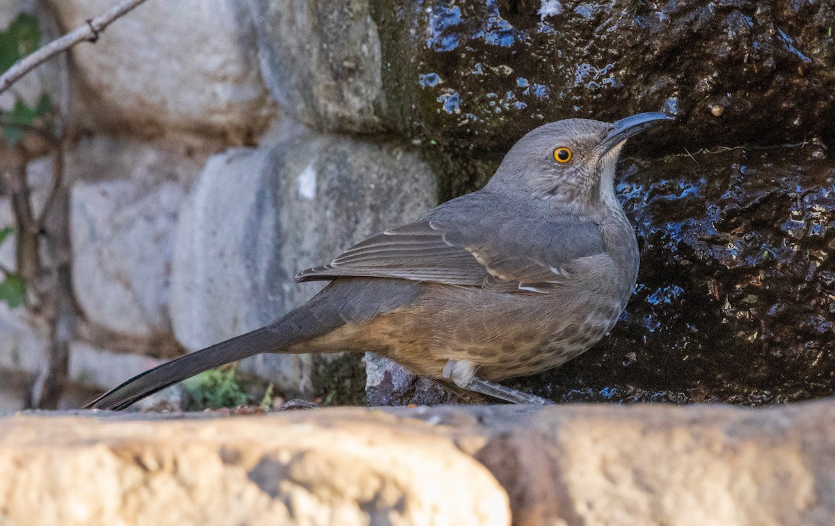 マルハシツグミモドキ - ML646821228