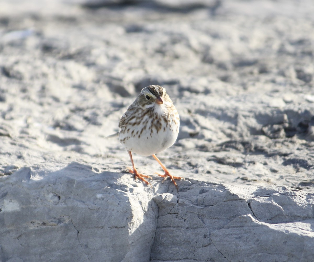 Savannah Sparrow (Ipswich) - ML646821230