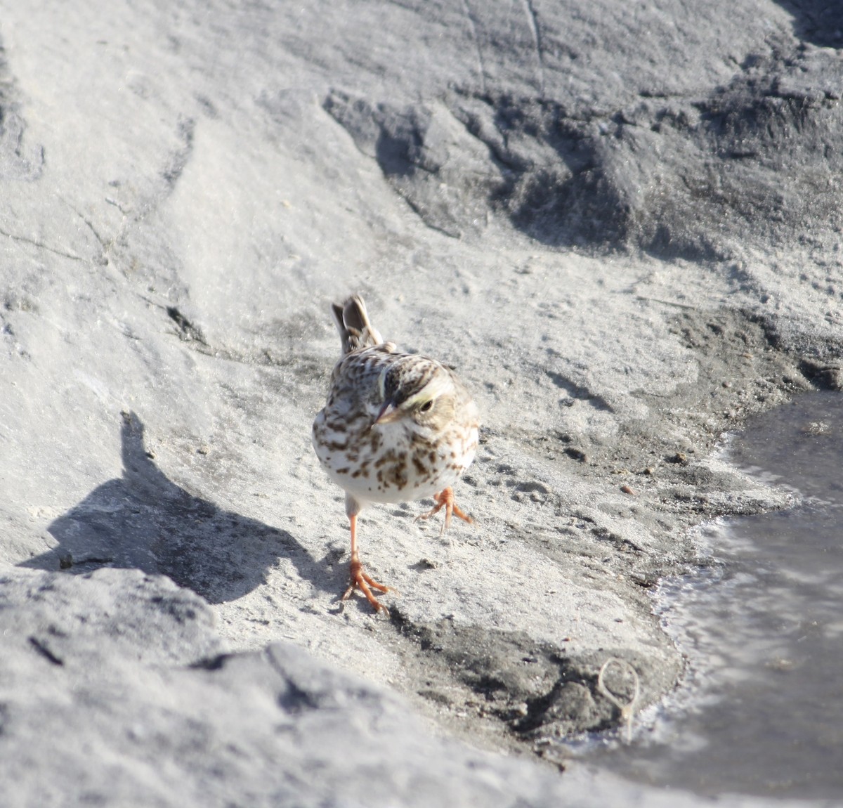 Savannah Sparrow (Ipswich) - ML646821231