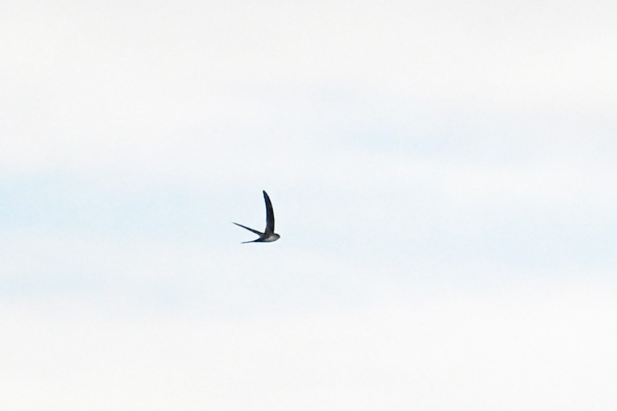 Fork-tailed Palm Swift - ML646821236