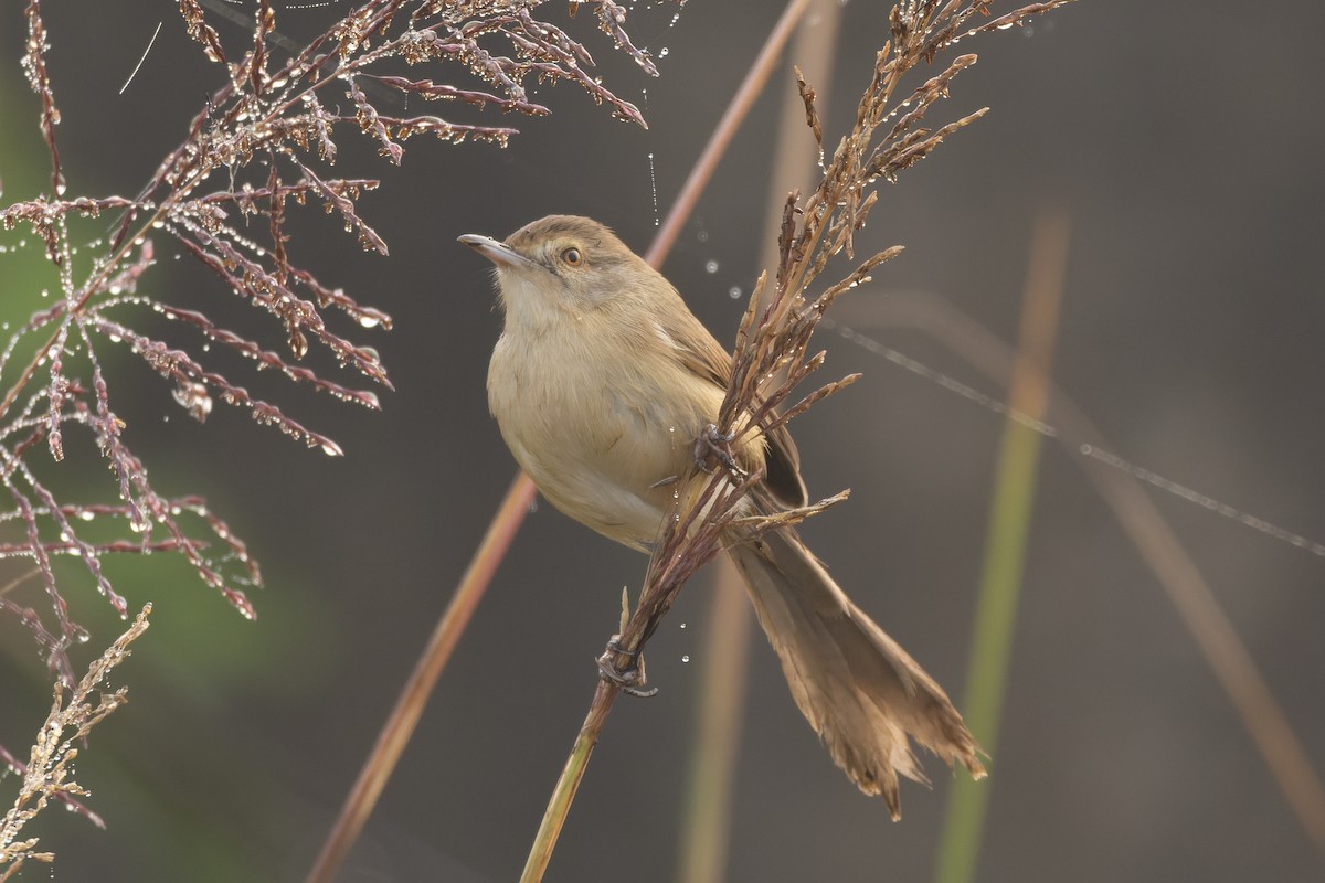 Plain Prinia - ML646821243