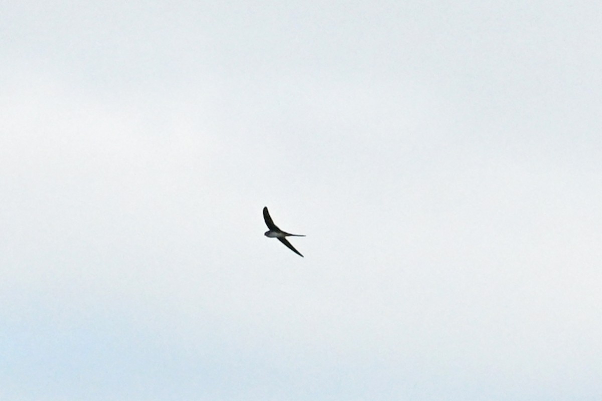 Fork-tailed Palm Swift - ML646821244