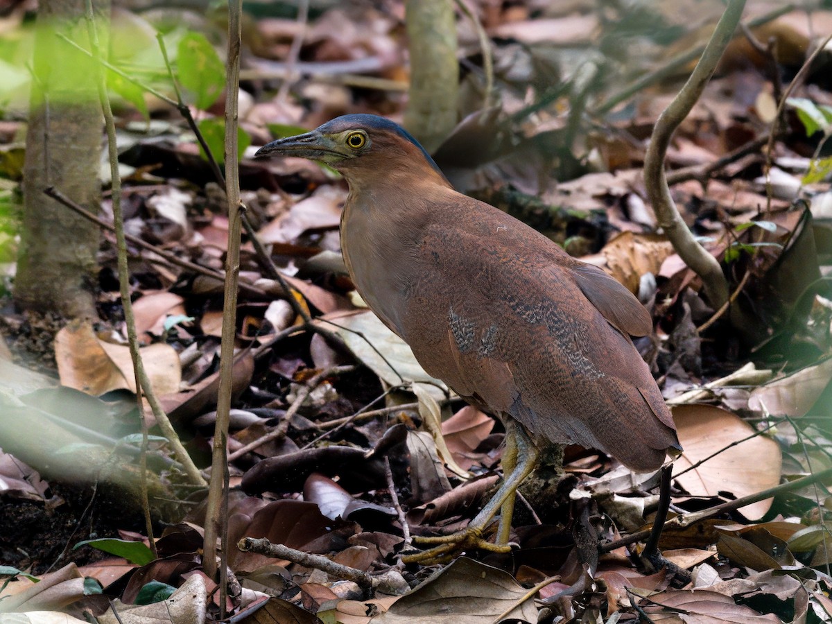 Malayan Night Heron - ML646821246